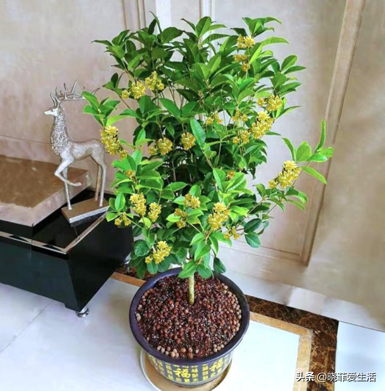 七种“黄金树”，子孙世代富，护宅守家，越养越“旺家”