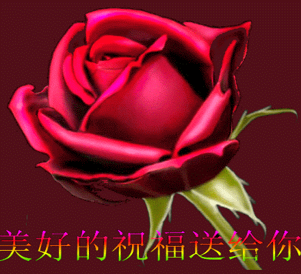 周三清晨早安心语问候语 清晨鲜花祝福动态图片 放下昨天珍惜今天图片