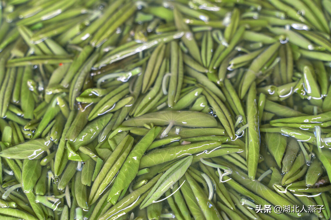 50种野菜大图片，教你认识不同的野菜和吃法，你想要的野菜这里有