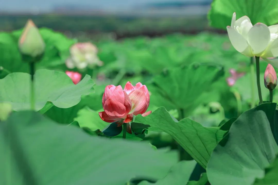 江蘇蘇州：荷塘月色驚現并蒂蓮，出現概率為十幾萬分之一