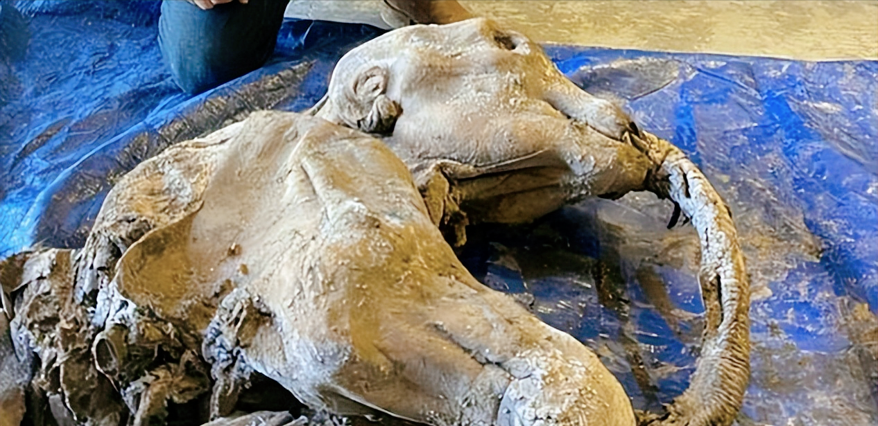 加拿大北部凍土帶內(nèi)：發(fā)現(xiàn)4萬年前的動物遺骸，人類該警惕了嗎