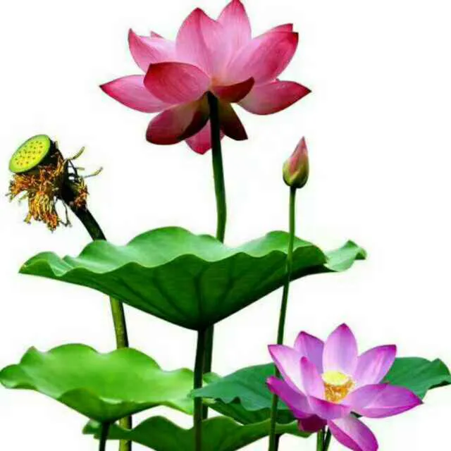 人生至简,顺其自然