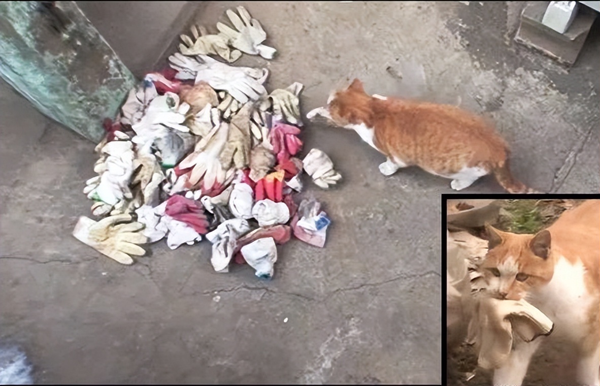 主人没饭吃，猫猫真的会抓鱼报恩吗？