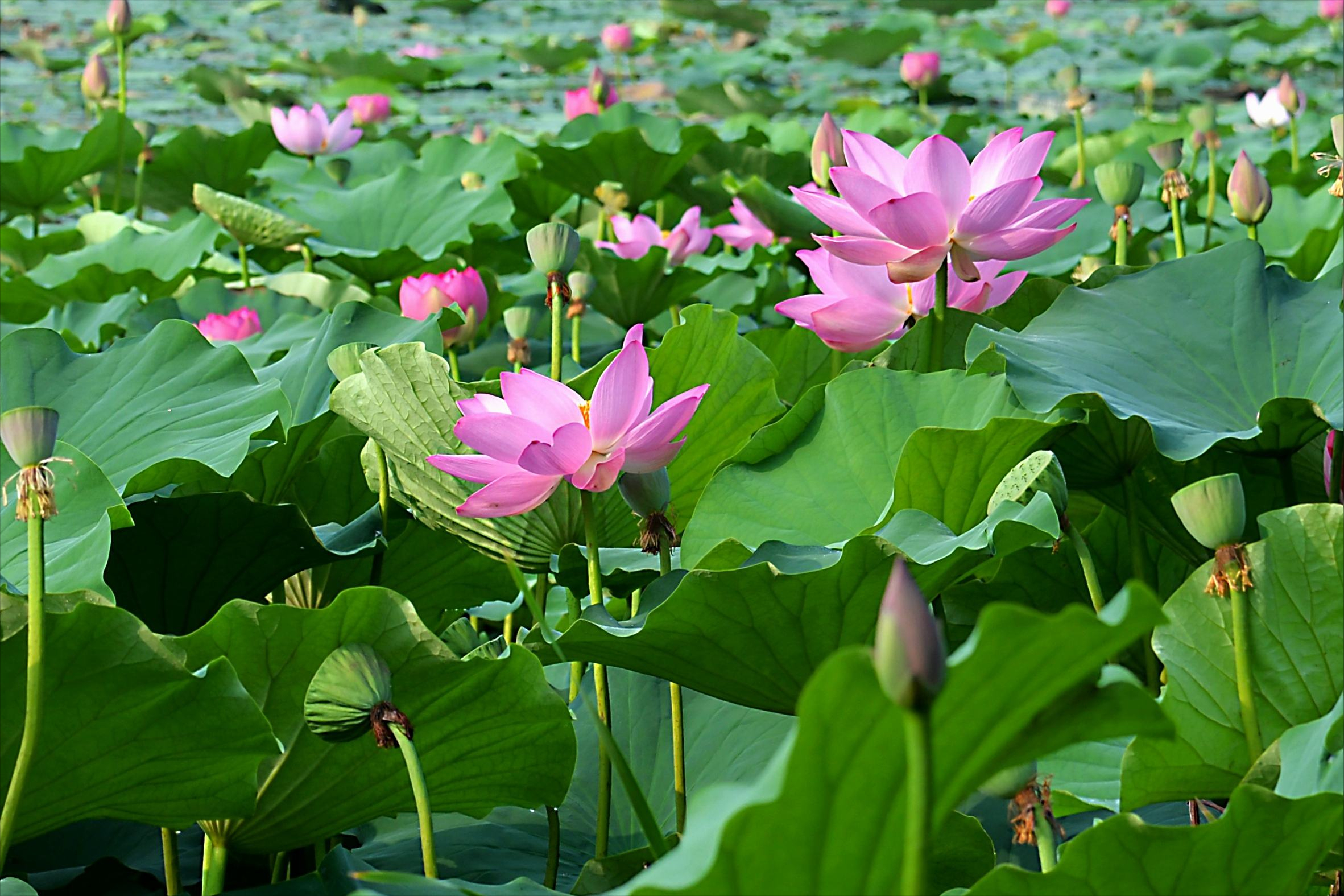30首唯美荷花诗词，让诗意的荷花给你带来夏日的美好