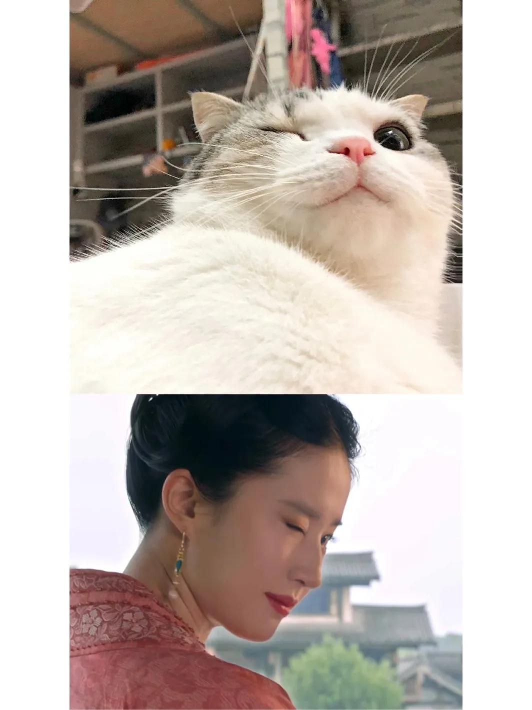 猫跟#刘亦菲撞脸了#梦华录#