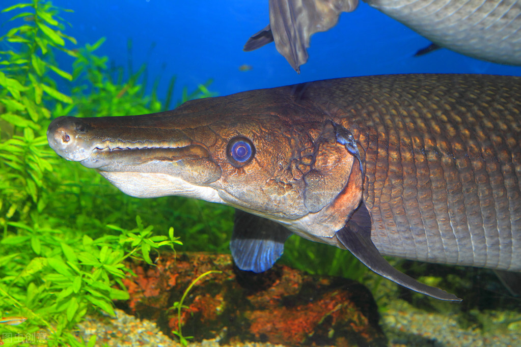 鱼塘惊现鳄雀鳝，3个月吃掉3000斤草鱼，为何会出现在封闭的鱼塘