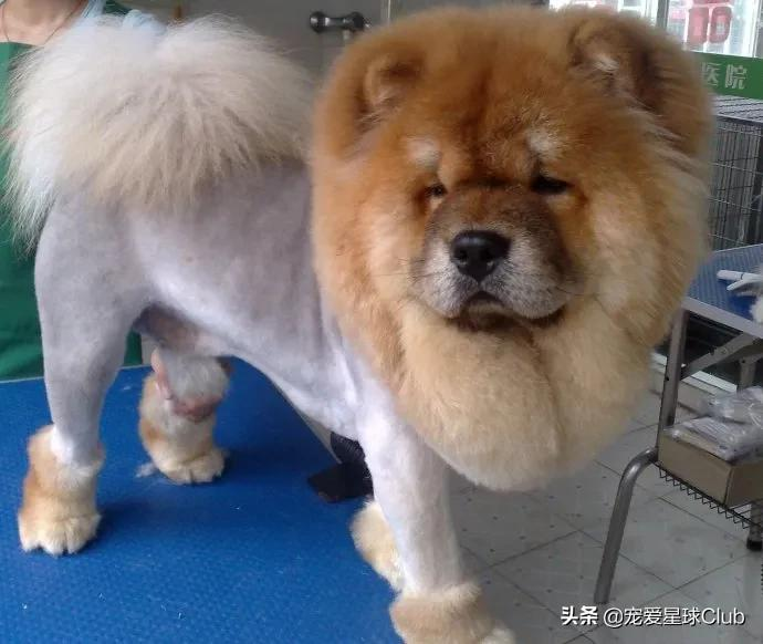 百科 | 松狮犬,长相酷似大号玩具熊的皇家猎犬