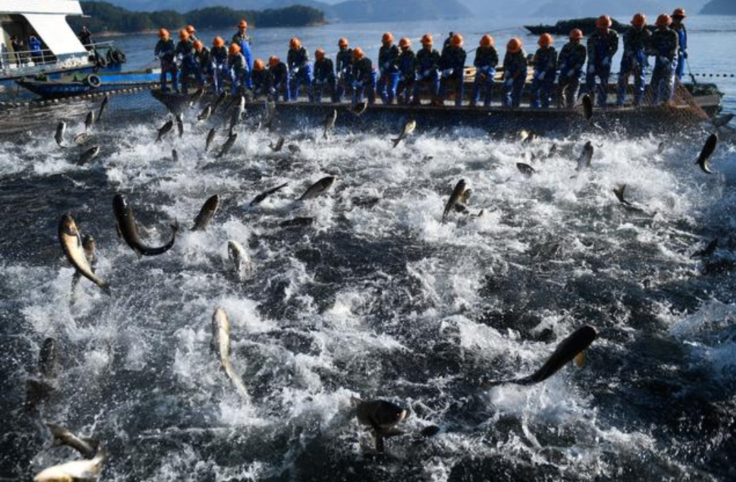 一网捞3万多公斤！千岛湖有机鱼曾爆有“洗澡鱼”，如何判断？