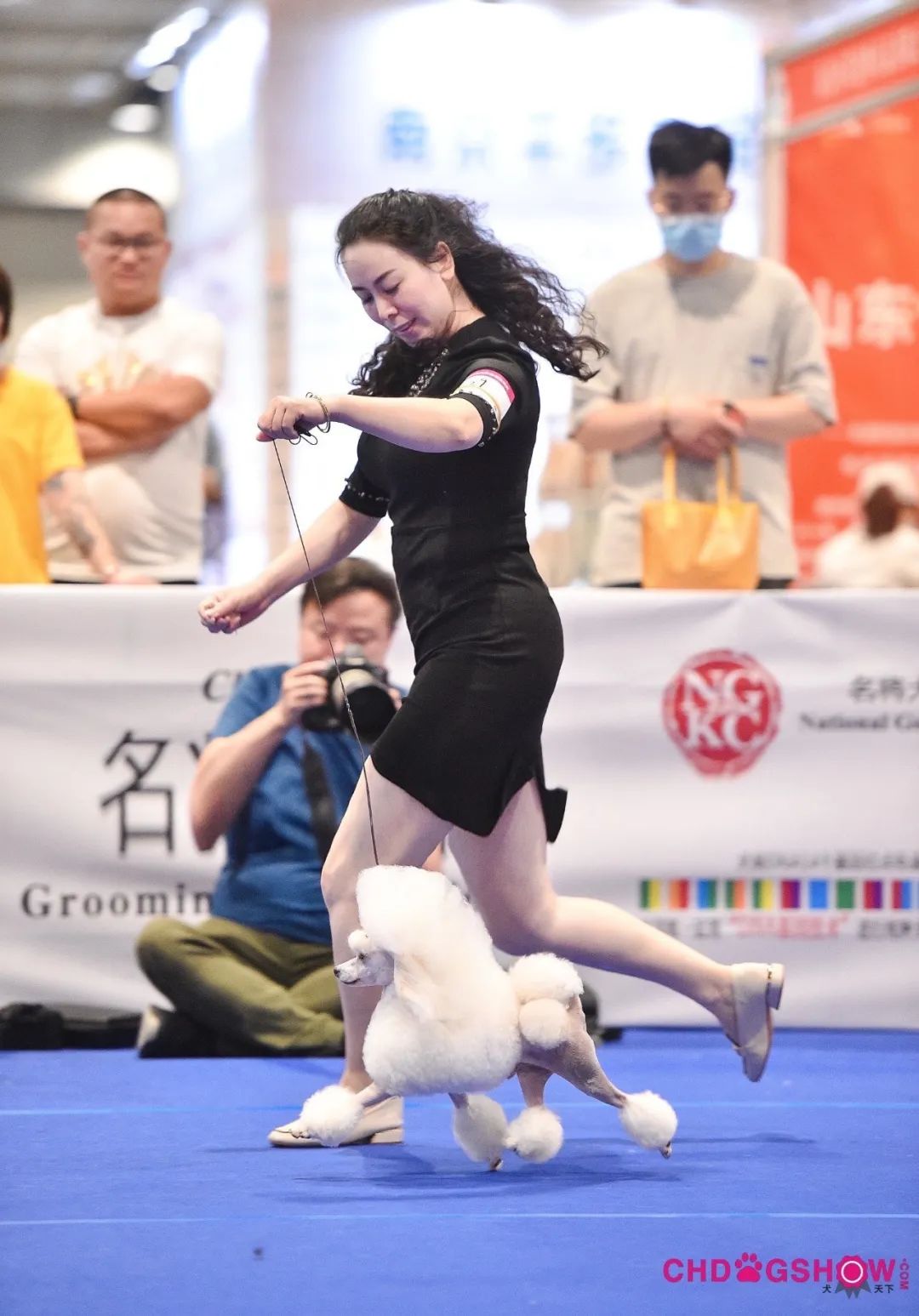 培养数万从业者，经典宠物美容陈佳炜：这是世界上最治愈的工作了