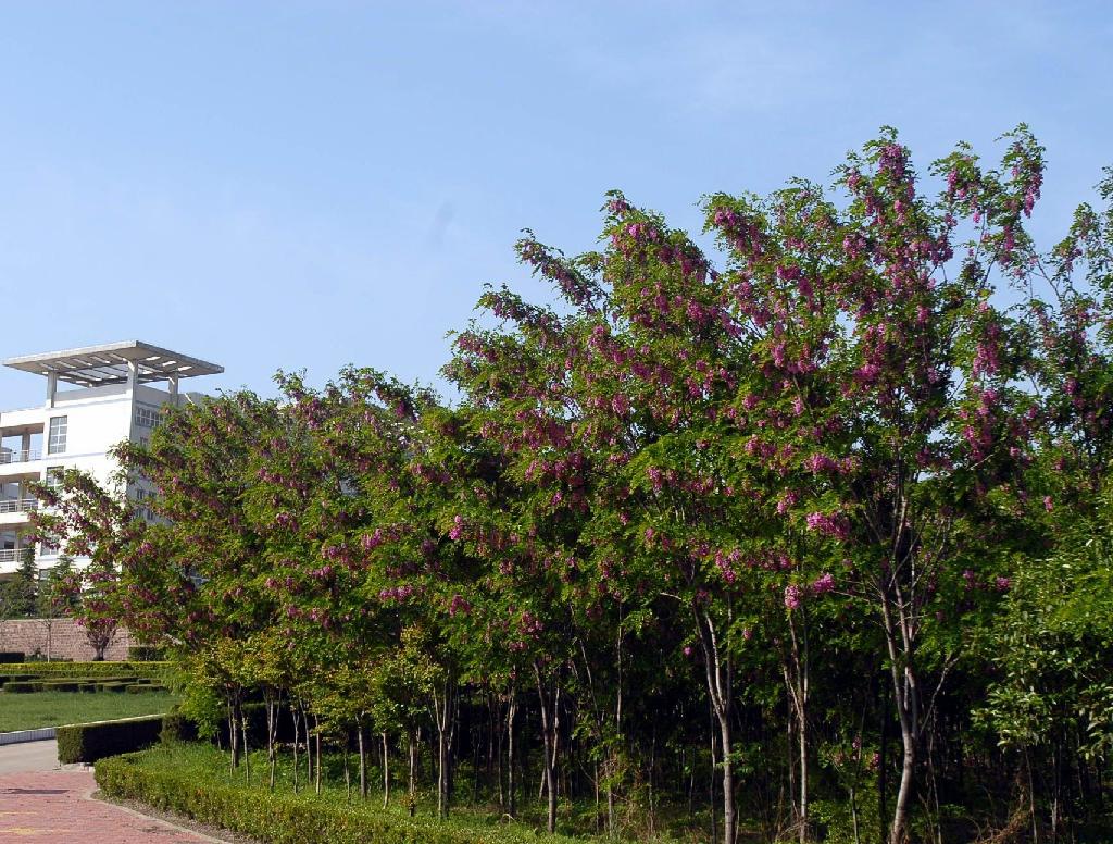 河南城建学院、周口师院、许昌学院：马上升本20年，都发展如何？