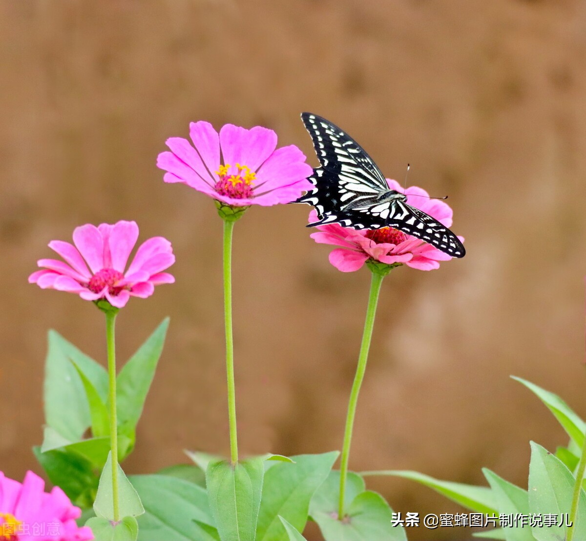 百花争放暗香溢，留连忘返戏蜂蝶