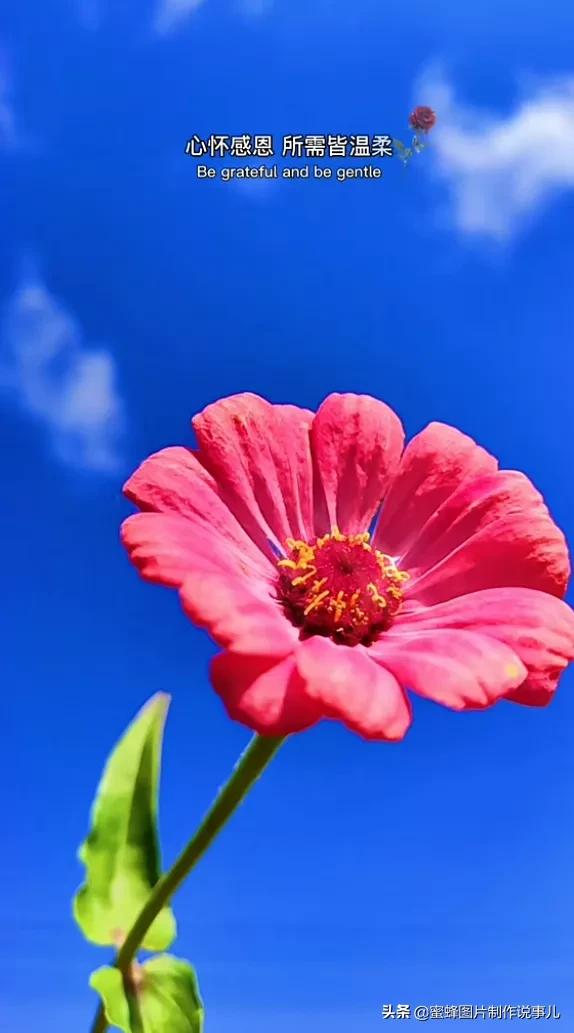 春暖花开，群芳争艳，一束鲜花，一份祝福