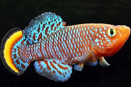 鳉鱼,银汉鱼目(afherinoformes)中的一个庞大家族