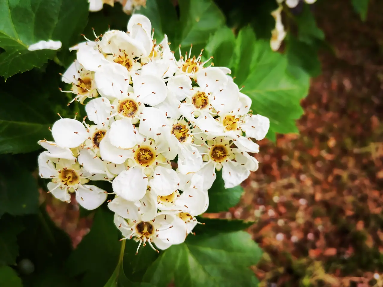 舞蹈山楂花(舞蹈老师的山楂花)