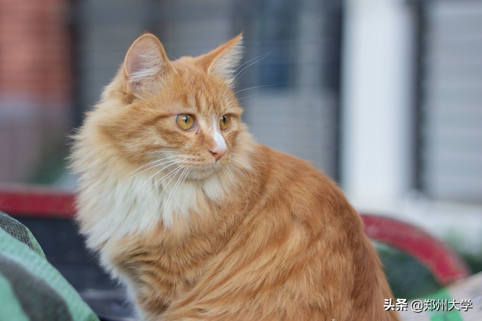 揭秘！郑州大学“校宠”的日常二三事