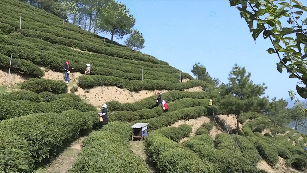 复工复产：略阳县万亩高山茶园全面开园采摘