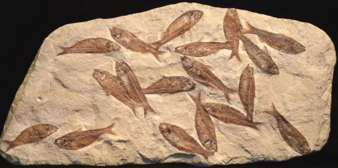 石油是古生物形成的？一个油田上亿吨石油，有那么多古代生物吗？