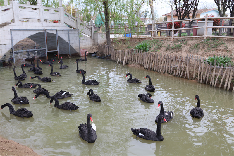 虎福齊臨門，春風(fēng)踏青來(lái) 臨泉魔幻動(dòng)物園4月1號(hào)恢復(fù)開放
