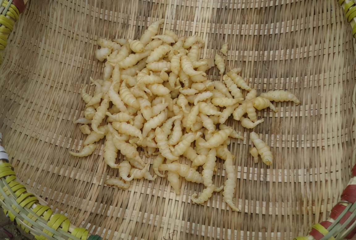 俗称"地蚕",儿时常挖来做咸菜,一挖一箩筐,如今却很少人识了