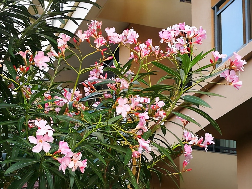 常见的“7种大毒花”，家里经常养，建议多了解，避免受伤害