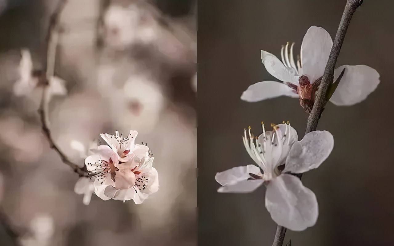 又到了樱梅桃李梨杏海棠……盛开的季节！脸盲吗？看这个