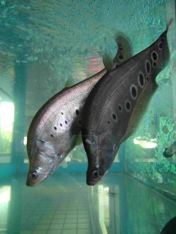 一,鹦鹉鱼:嘴贱,咬鱼是家常便饭