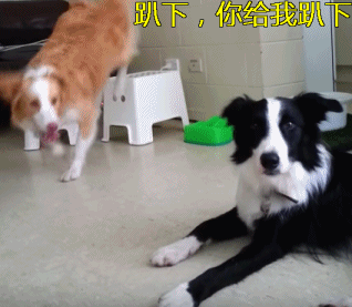 为什么不建议养边境牧羊犬？网友：怕被狗子嘲笑