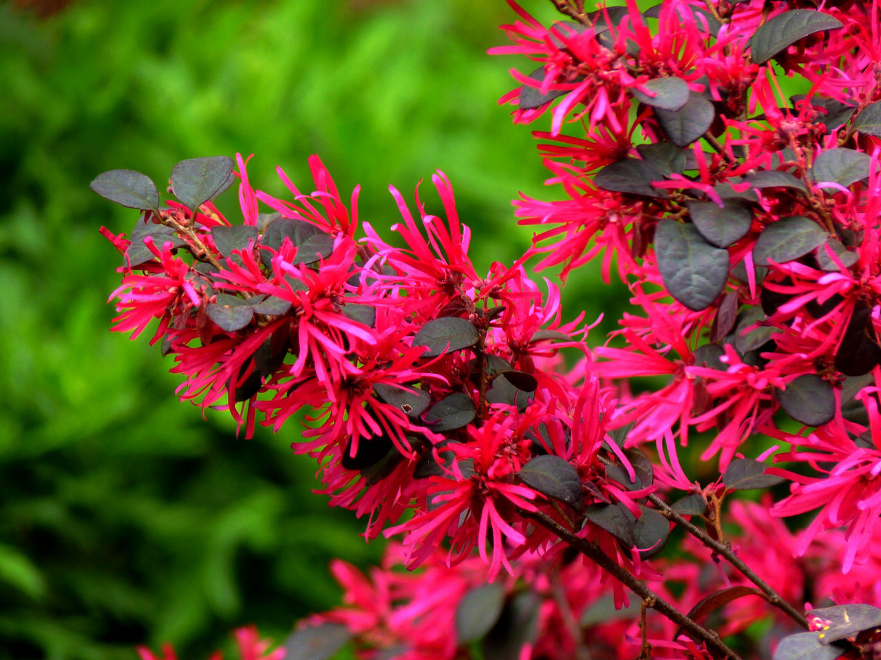 这100个花卉图鉴,给大家做科普,涨知识