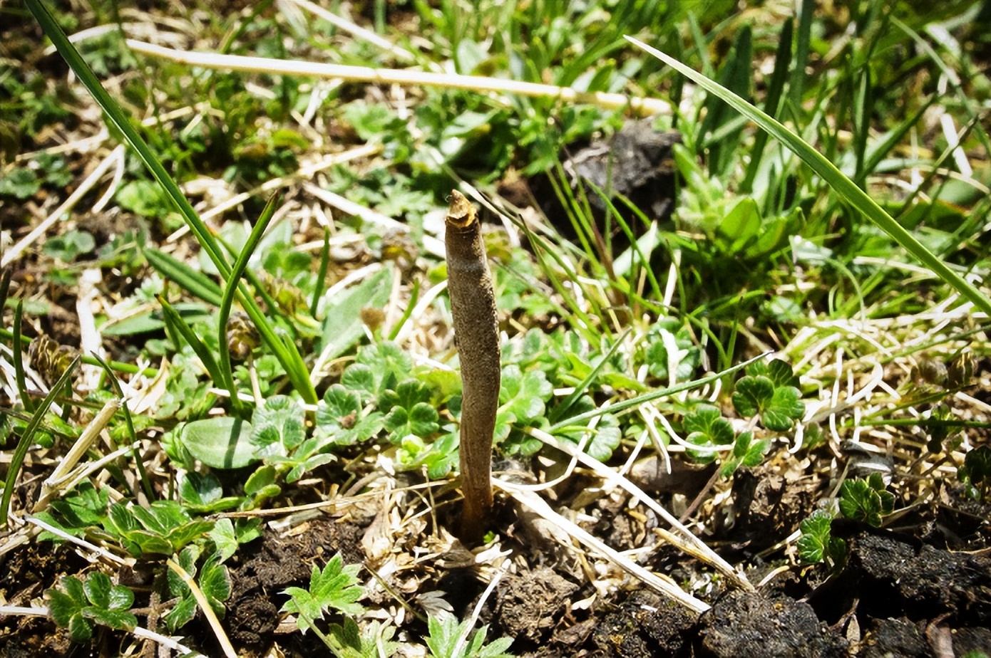 安徽发现大量"冬虫夏草",村民挖草日赚斗金,专家却称是假的?