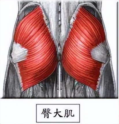 一文正确认识臀肌，了解翘臀的基础