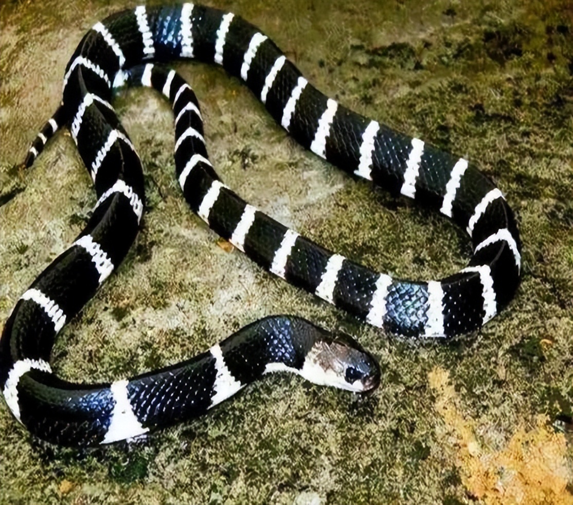 中国54种毒蛇图片名字(中国的十大毒蛇) - 赤虎壹号