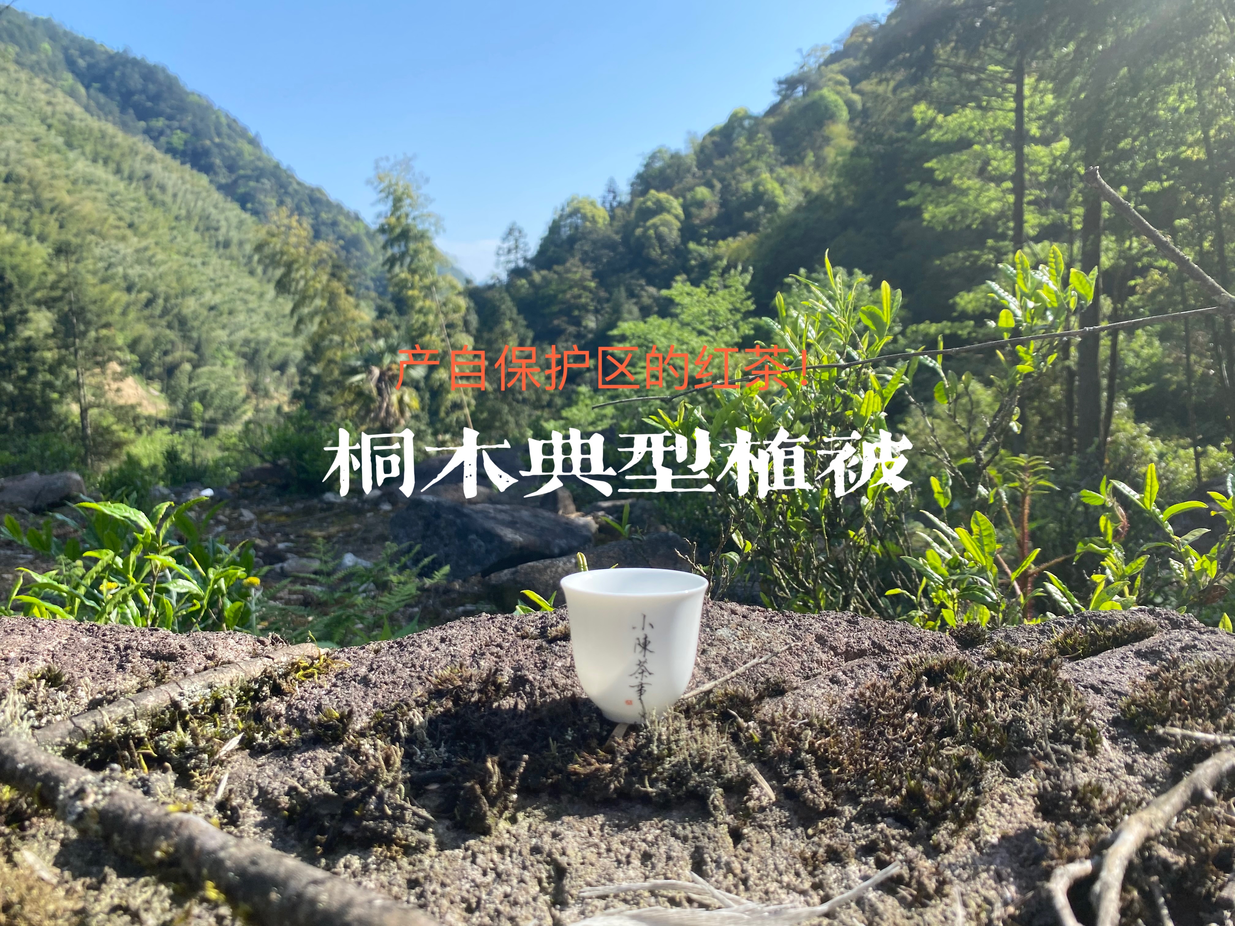 3月就有金骏眉新茶上市？问了桐木茶农，得到这份时间参考表