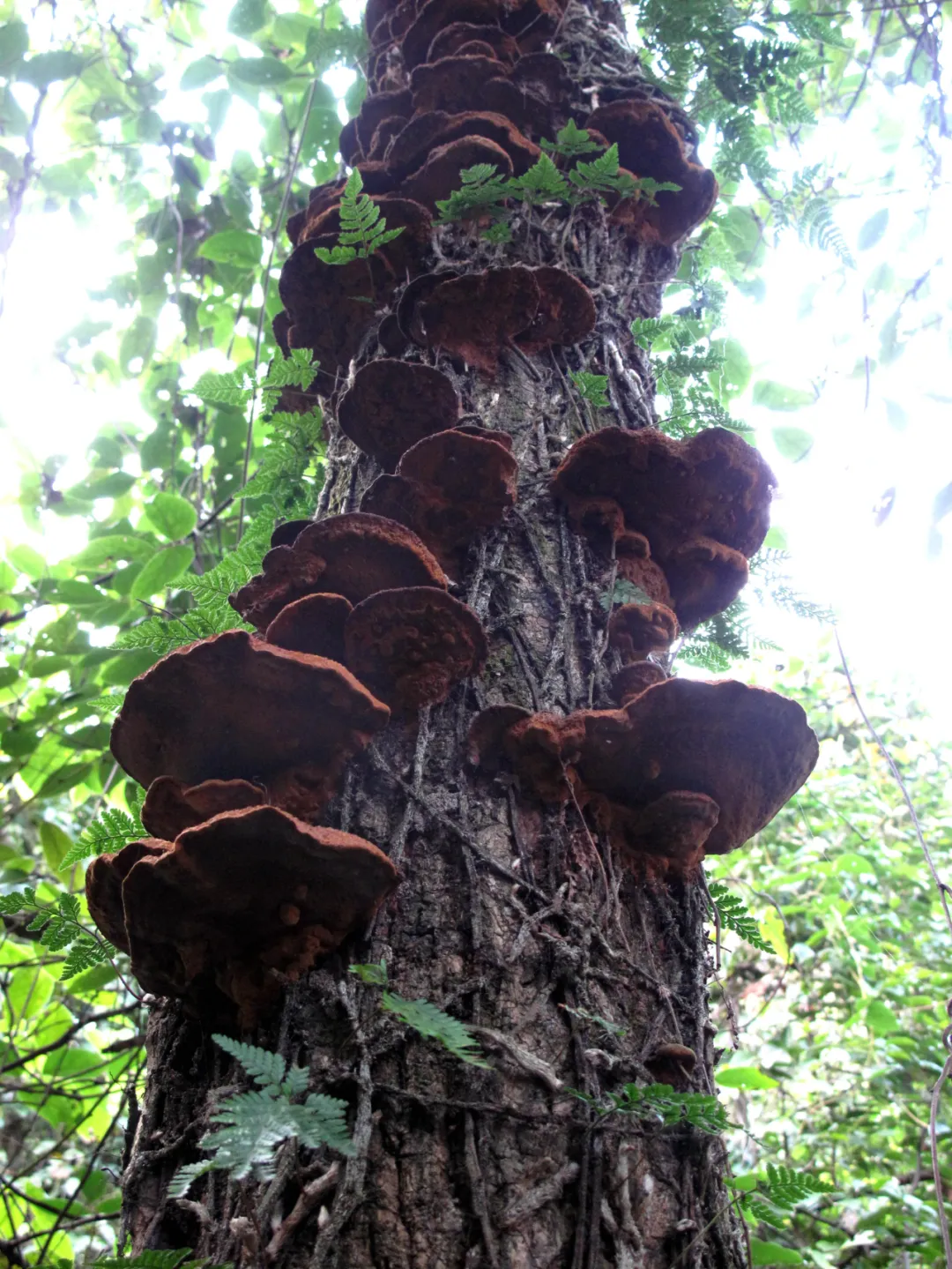 冬日在密林中,遇见各色树舌灵芝