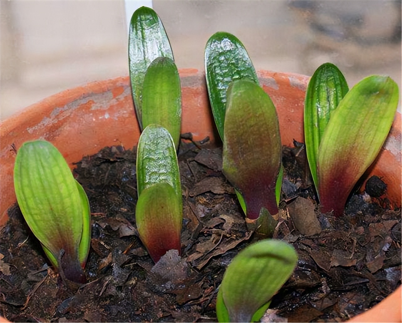 柳树价格树皮这不值钱的玩意