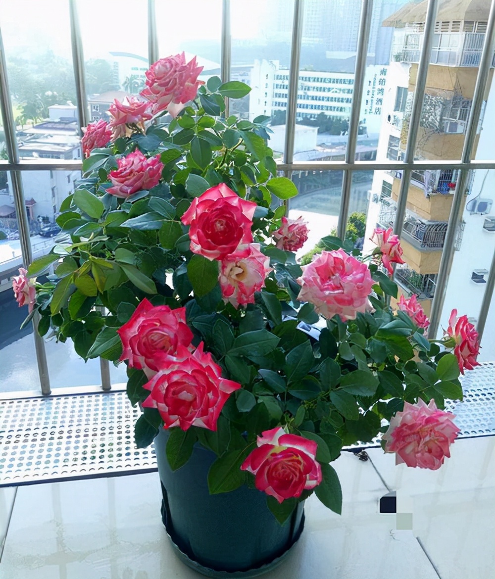 5种“女人花”，吃好又好闻，摘叶子花朵泡茶煲汤，养出娇嫩容颜