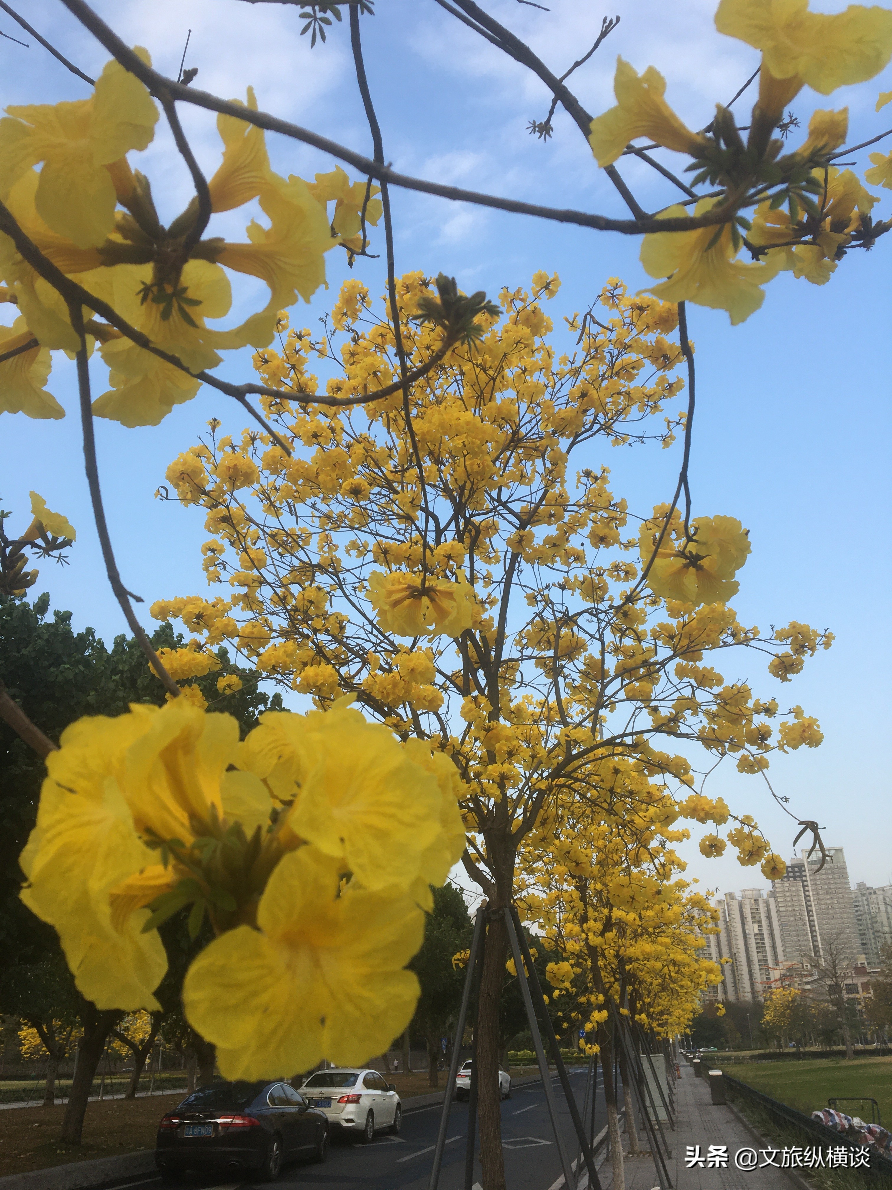 春天里，广州花开叶落，半城花海半城秋