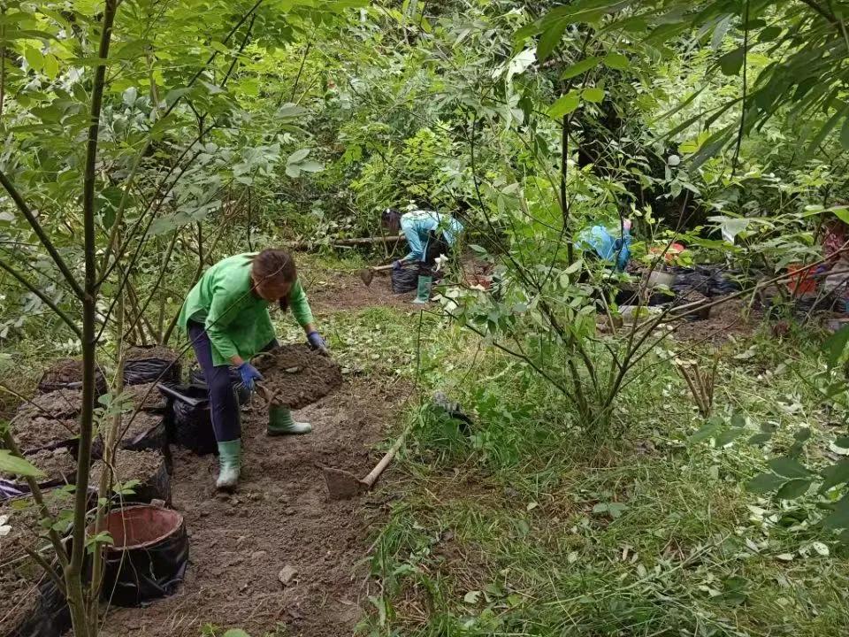 黎平縣洪州鎮(zhèn)：林下魔芋種植助農(nóng)增收