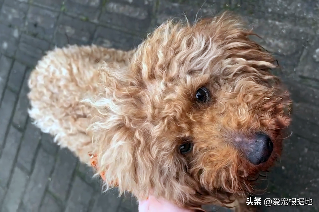 狗狗誤闖高架橋，好心人大費周折為其尋主，找到後她卻頗感無奈