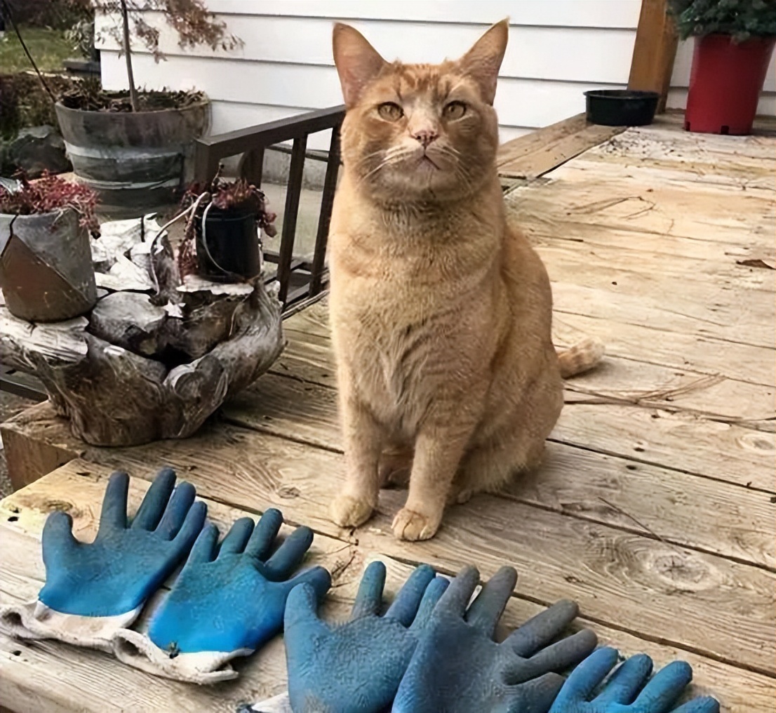主人没饭吃，猫猫真的会抓鱼报恩吗？