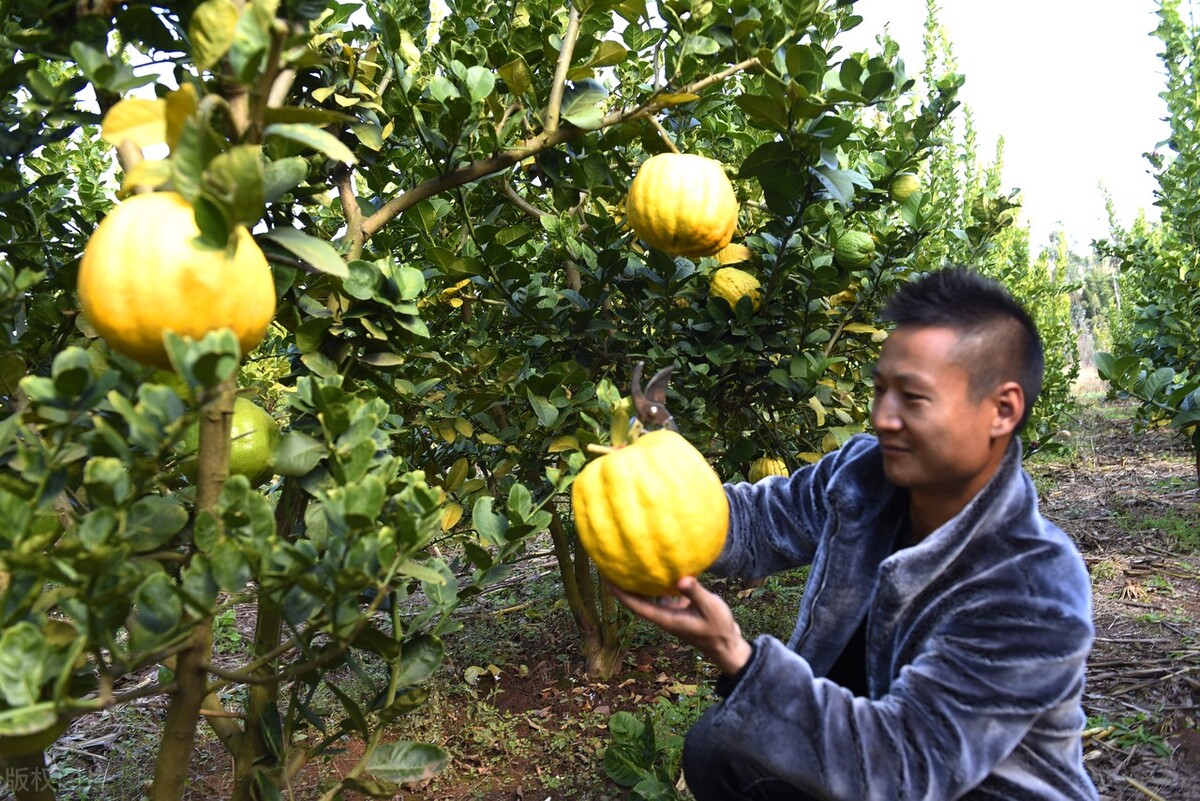 市场价降现30多元一斤车厘子，柑橘价跌草莓涨，东盟果反弹