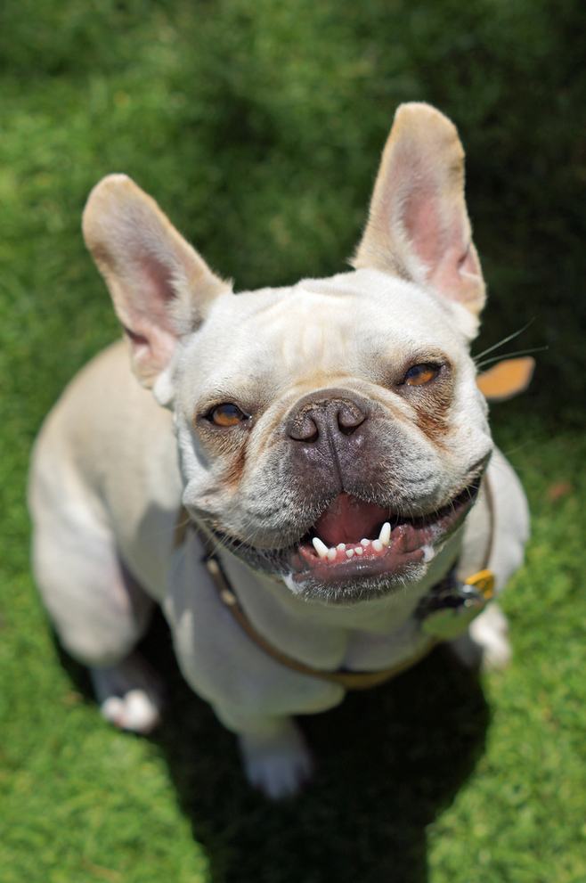 法斗犬价格巴哥犬vs法国斗牛犬