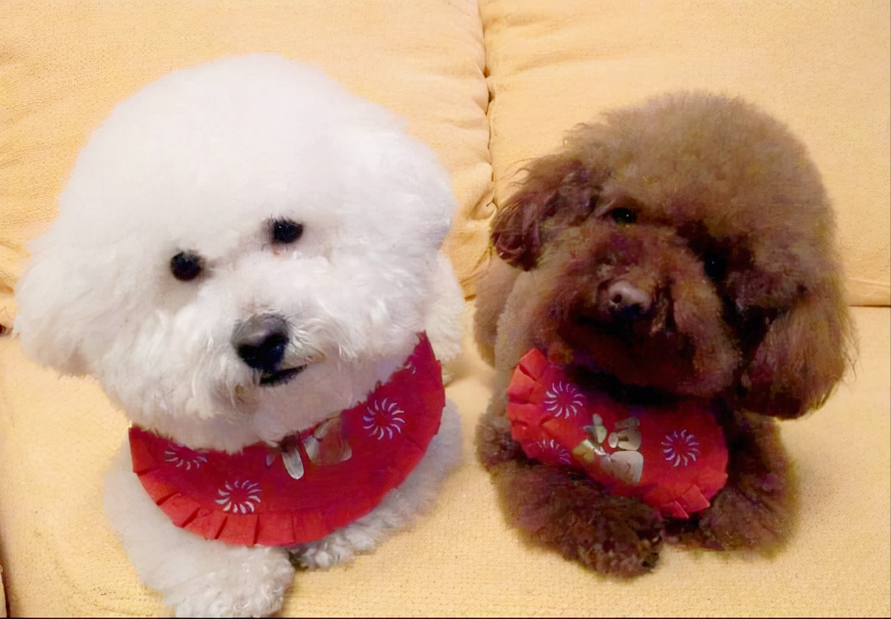 还不会分泰迪和比熊?跟我一起找"不同"吧