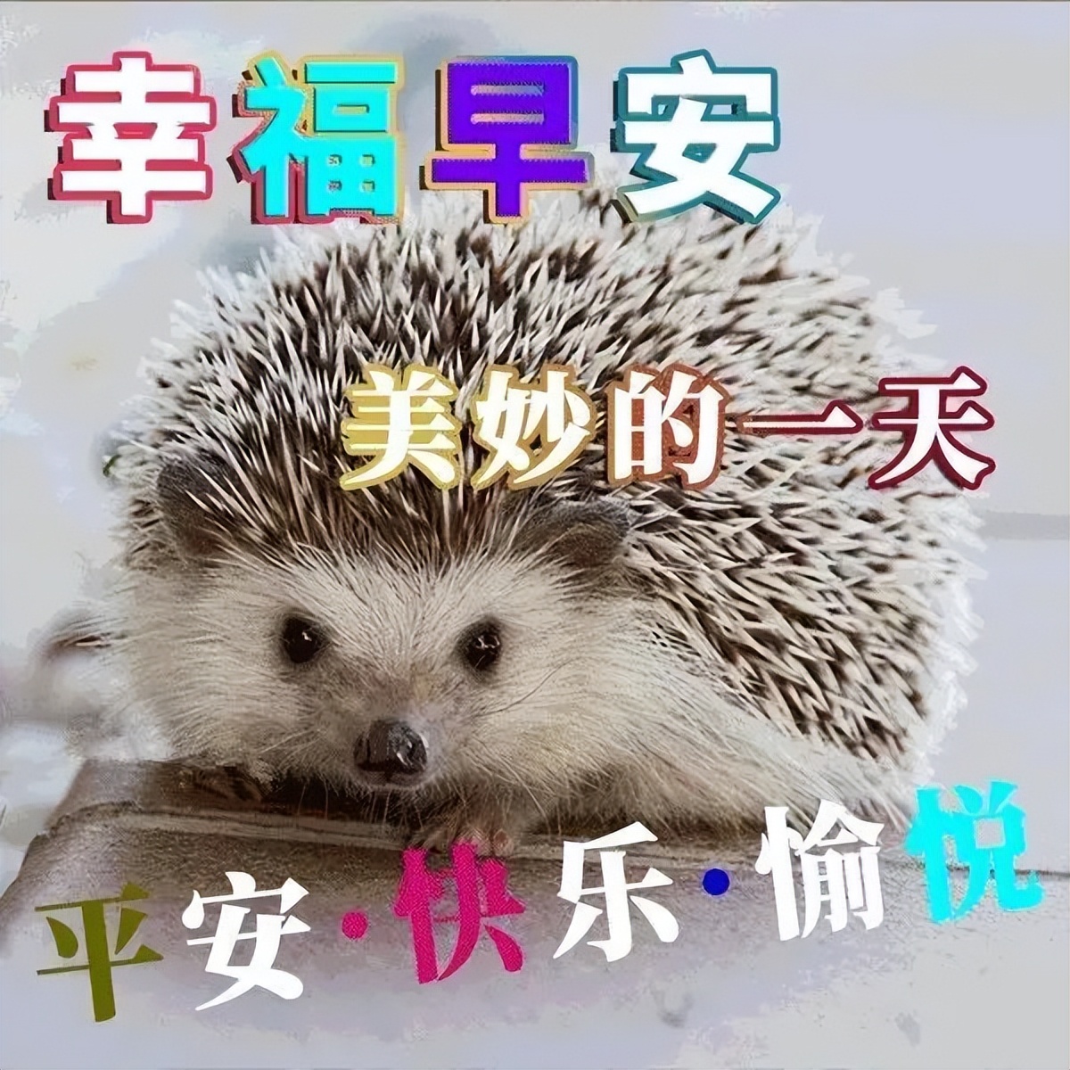 最新早上好微信暖心问候语录句子 周三早安 愿你好运常在、福气满满图片