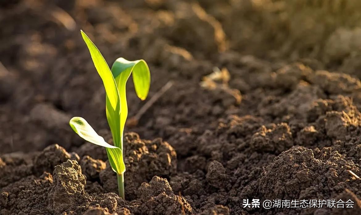 绿色百科 | 为什么说生物多样性是我们的生命？