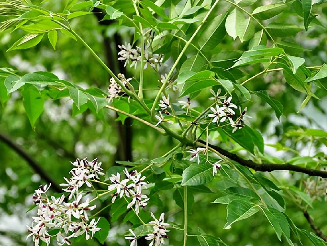 为何苦楝树如今越来越少见了?