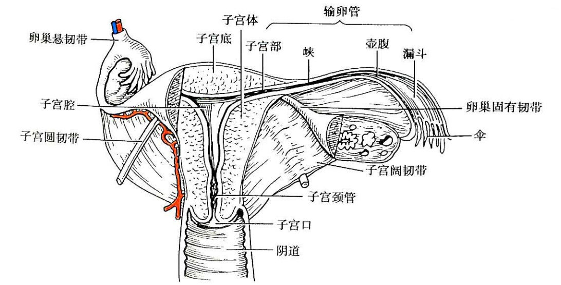 将宫颈向后,向上牵引,间接保持子宫于前倾的位置