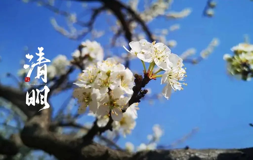 梨花风起正清明，十二首清明的诗词，有思念，还有最美的春光