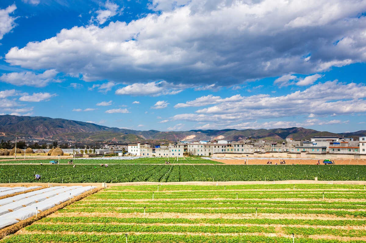 振兴乡村之路，集体化和计划经济