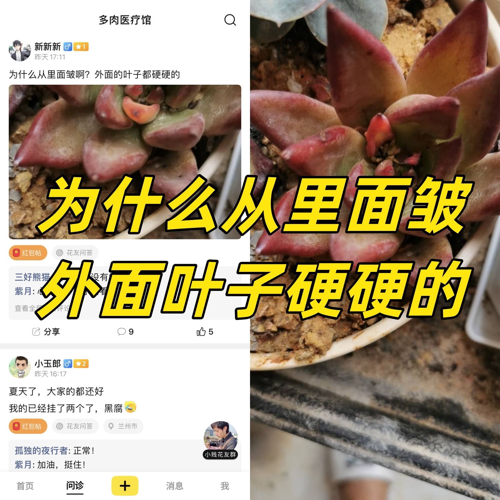 多肉养护问题大块黑斑怎么处理和橙梦露的养护问题