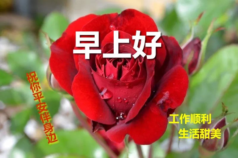 星期四早上好表情包，平安幸福，健康快乐，花开富贵，四季平安图片